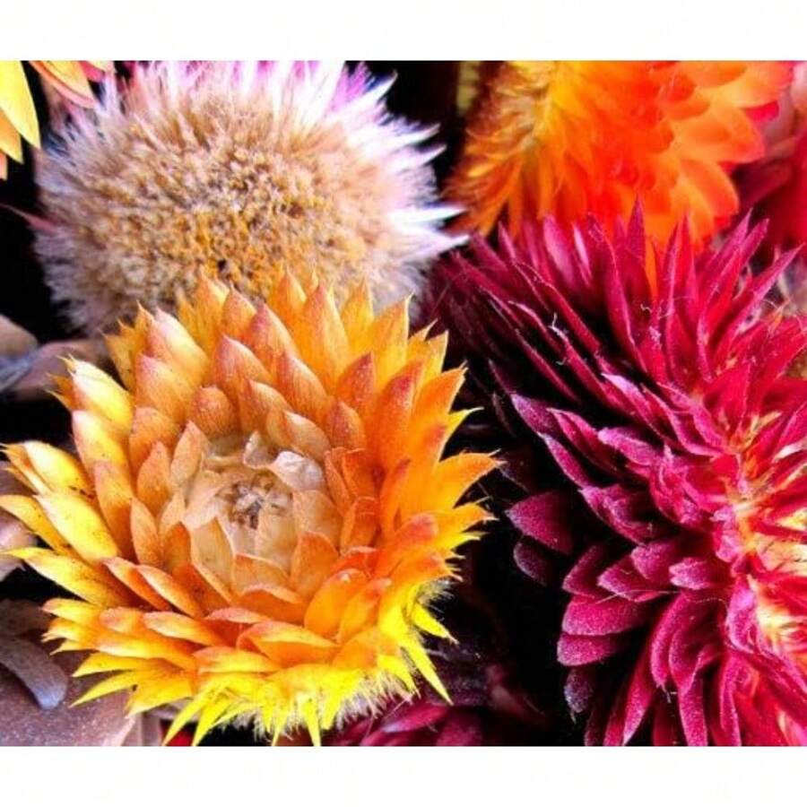 750 Kinds Of Colorful Flowers And Plants, Suitable For Planting In Sparse Areas Or As Potted Plants