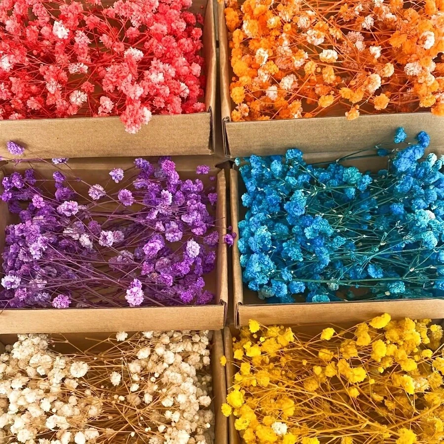 100 pezzi di fiori essiccati vivaci di Gypsophila (Fiore della Nuvola), confezione all'ingrosso - rami naturali di Gypsophila in colori assortiti, adatti come riempitivi per vasi, matrimoni, decorazioni per la casa e da tavolo | Perfetti per progetti fai-da-te, feste e regali