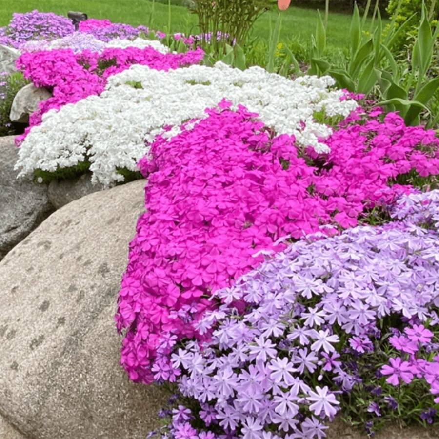 1000+ Phlox Seeds For Planting Mixed Color - Popstars Phlox Creeping Perennial Ground Cover - Annual Flower Seeds For Home And Garden
