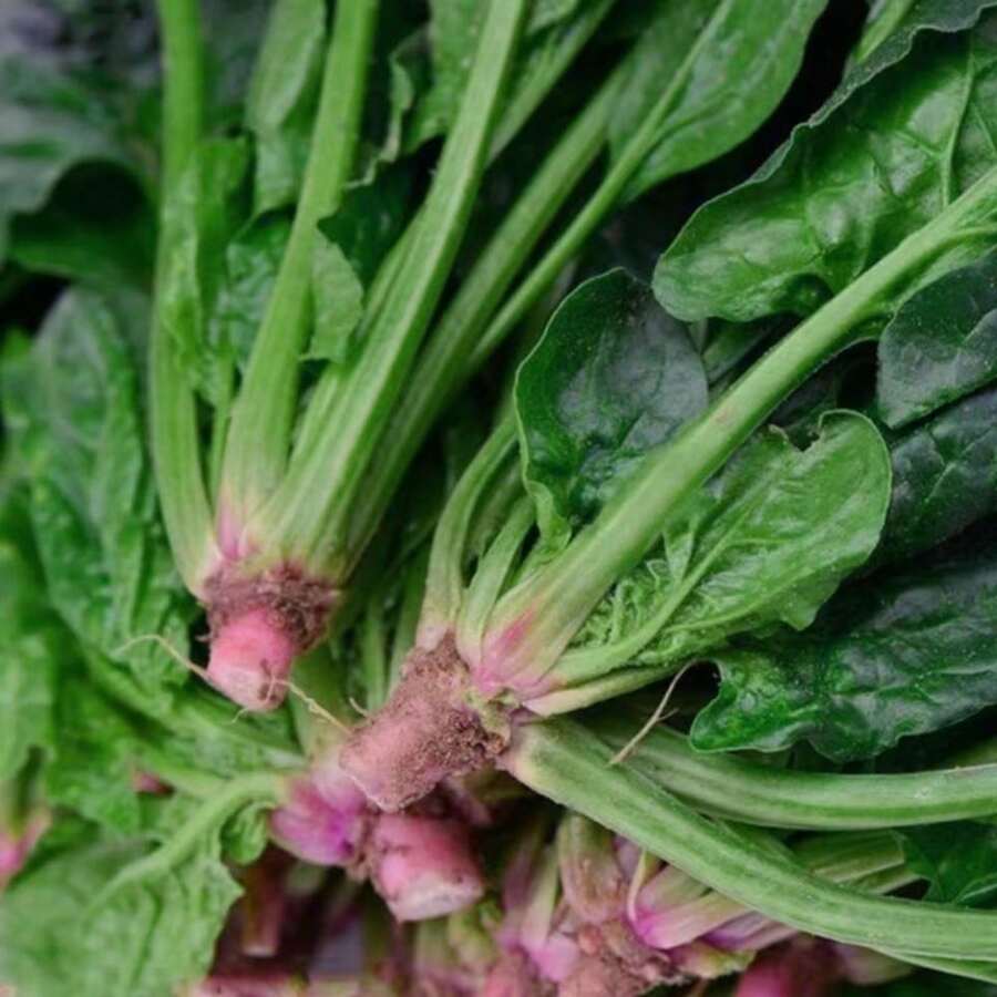 Semi di spinaci re estivi super resistenti al calore con alto tasso di germinazione per giardinaggio domestico, semi primaverili ad alto rendimento per verdure estive e autunnali da coltivare nelle quattro stagioni, semi di ravanelli estivi