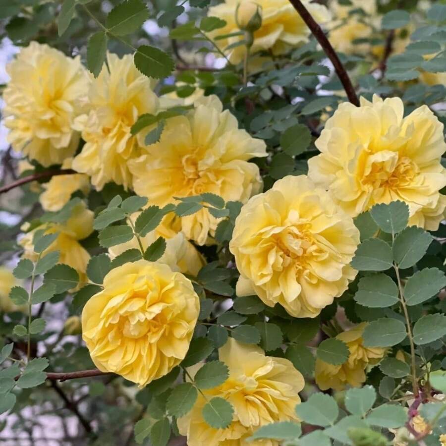 300 kostbare gelbe Samen - Dornenrosen, Rosensamen, einfach zu züchten und zu pflegen, geeignet für Familien, geeignet für Außenbalkone, Topfpflanzen und Gärten