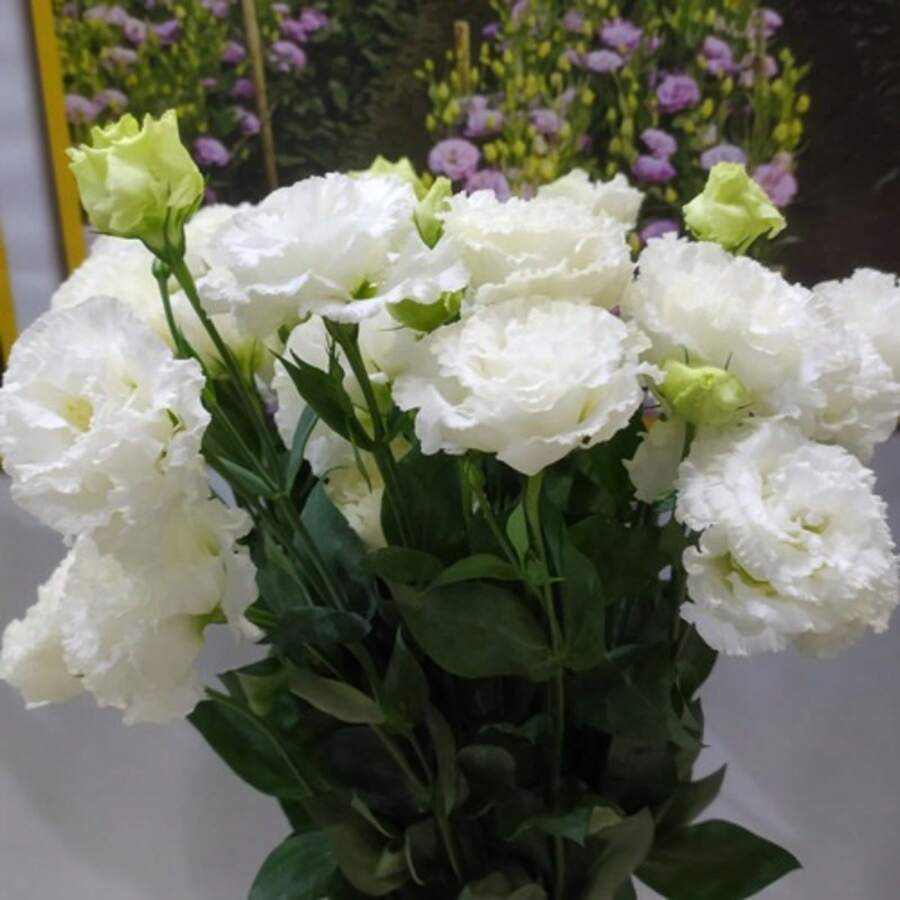 Flower Seeds Lisianthus Seeds Feed Indoor And Outdoor Flower Seedlings Potted Ornamental Flowers Sown In All Seasons