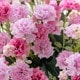 Rose bonbon