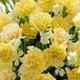 Jaune citron