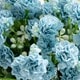 Bleu azur