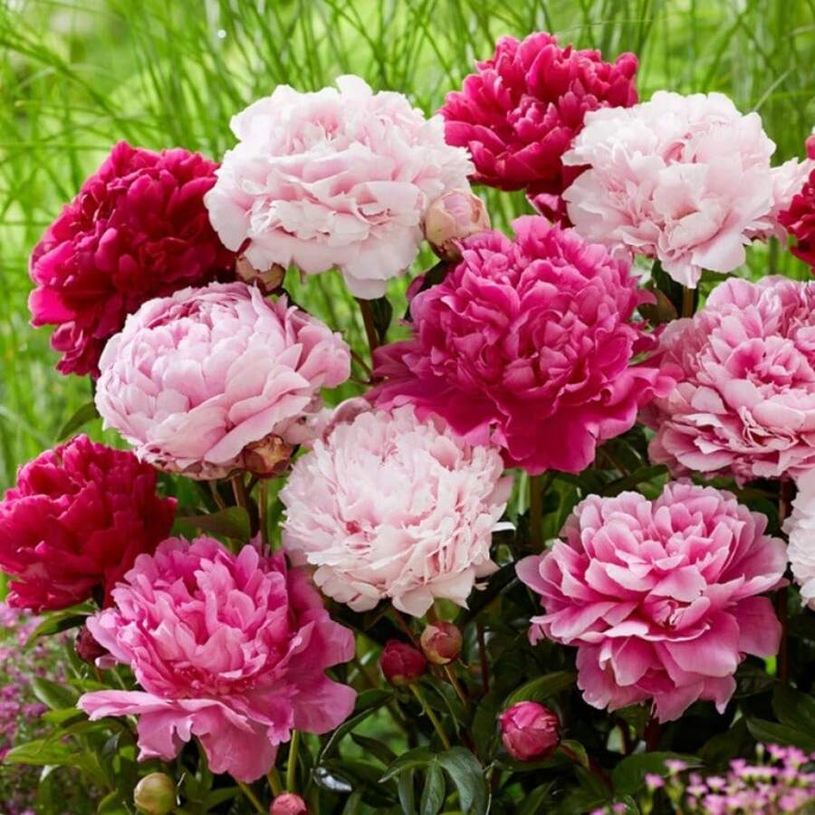Fast Growing 50 Peony Bulbs & Peonies For Planting Outdoors - Double Petaled Piani Flower Non-GMO Perennial Mix With Dahlia & Blooms