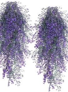 Viola