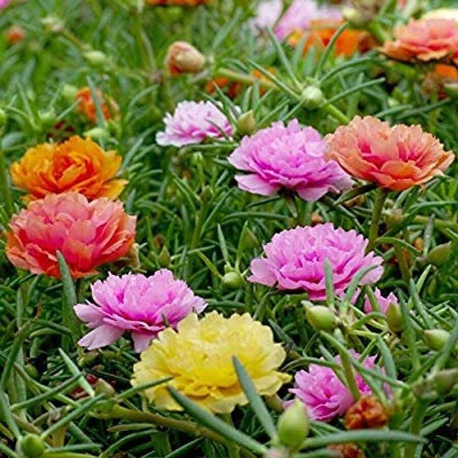Portulaca Double Mix Moss Rose Heirloom Garden Seeds - 1000 Vibrant, Non-Gmo, Easy To Grow Flower Seeds For Your Garden