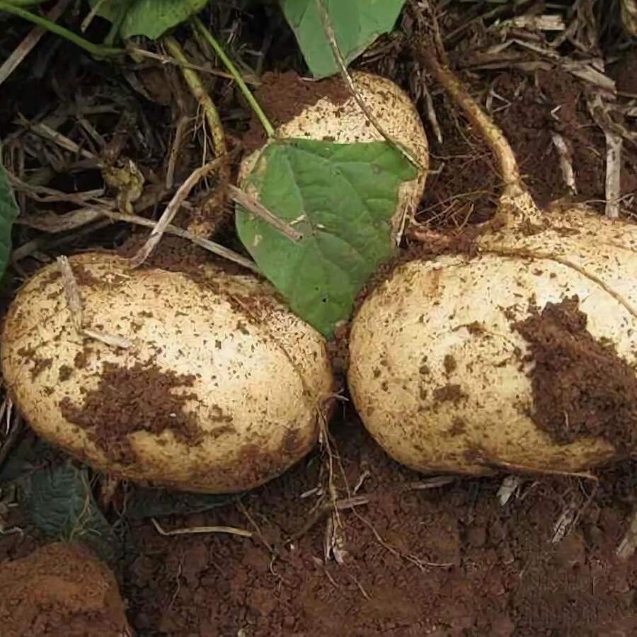 176 Stück Non-GMO Jicama Samen Erbstück Mexikanische Yambohnen Mexikanische Radieschen Samen zum Pflanzen in einem Garten oder Hausgemüsegarten