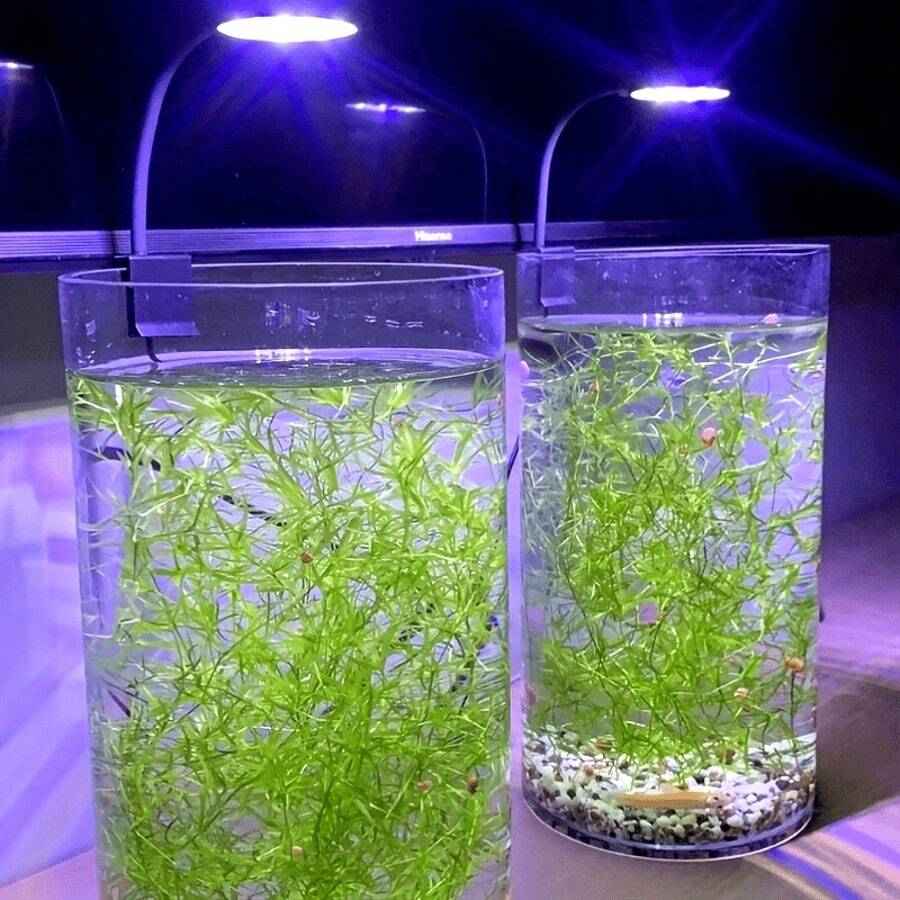 1pc Mini LED Aquarium Clip Light, USB Powered, High Brightness, Transparent, Adjustable 360° Rotation, Suitable For Fish Tanks - Compact Desk Lighting For Aquatic Plants
