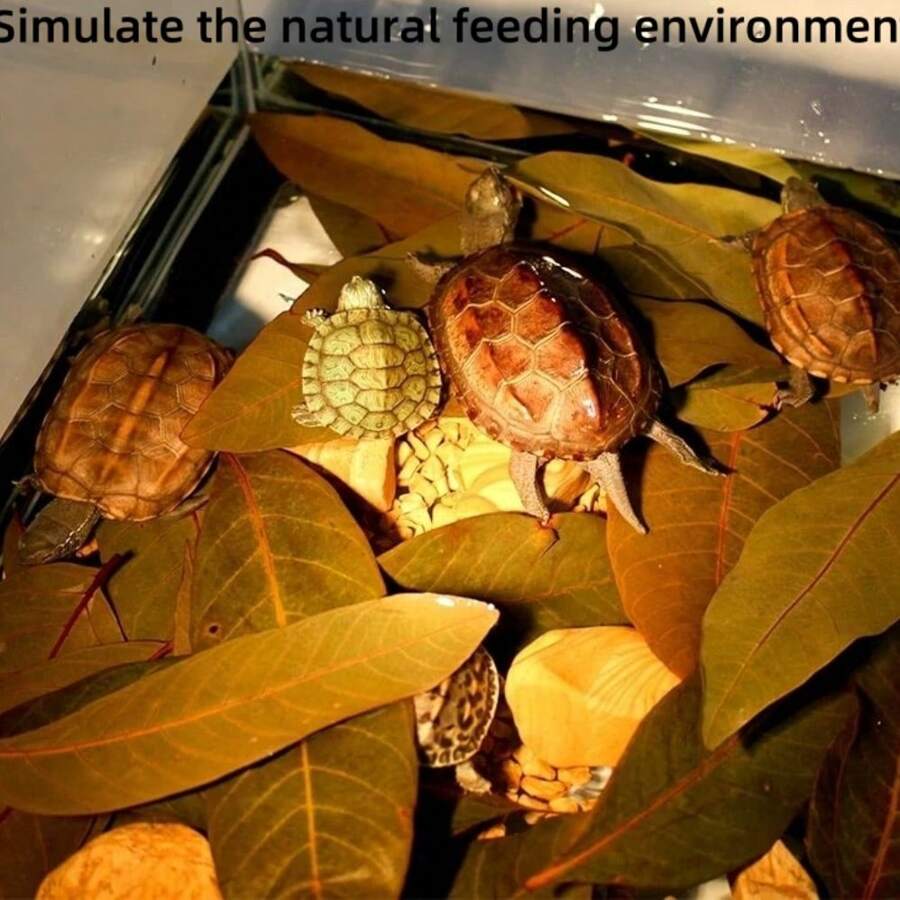 30/40pcs Turtle Lizard Aquarium Dragon Eye Leaves, Fish Tank Plant For Water Quality PH Regulation, Prevent Turtle Skin Rot, Provide Hiding Place