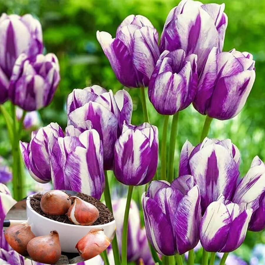 10 Stück brennende Flaggen-Tulpenzwiebeln mehrjährige Blumensamen für den Innen- und Außenbereich Gartenpflanzung Tulpenblumenzwiebeln Bodenkultur Hydroponische Blumen Herbst- und Winterpflanzung