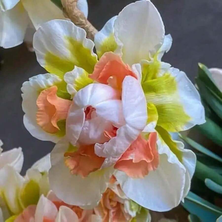 178 Stück Pfingstrosensamen, Blumensamen, Pflanzensamen, Topfsamen, müssen gepflanzt werden
