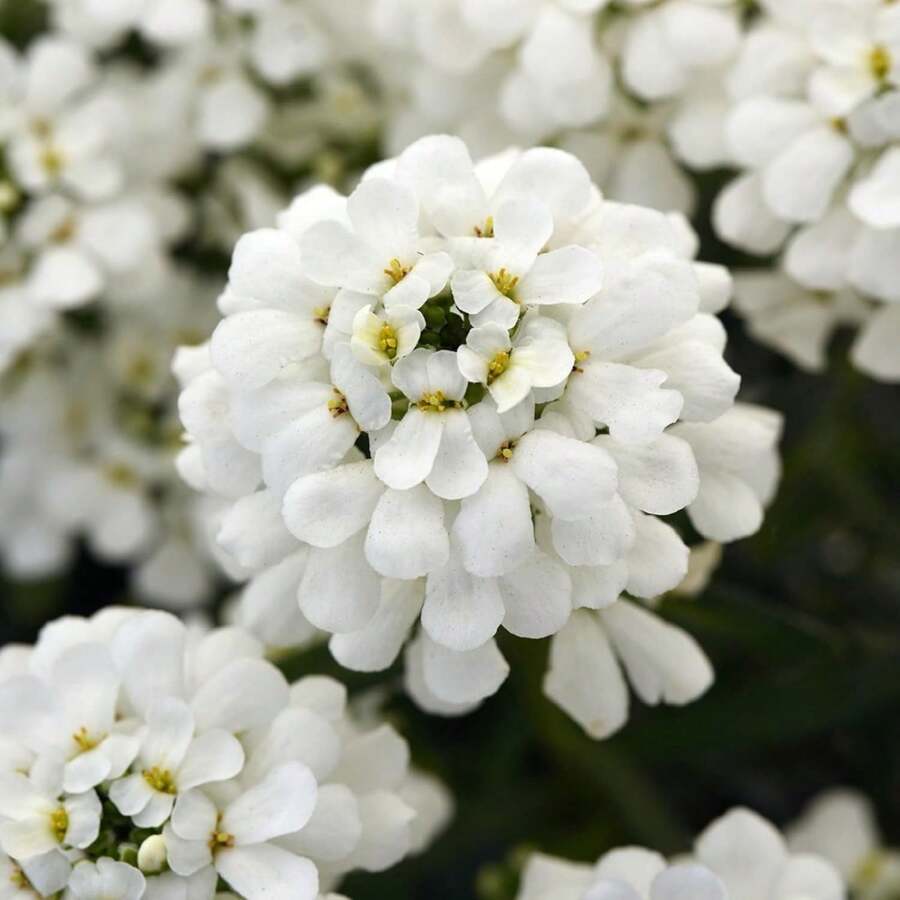 5000pcs Iberis Seeds - Unleash A Carpet Of Delicate, Fragrant Blooms In Your Garden, Adding A Touch Of Elegance All Season Long