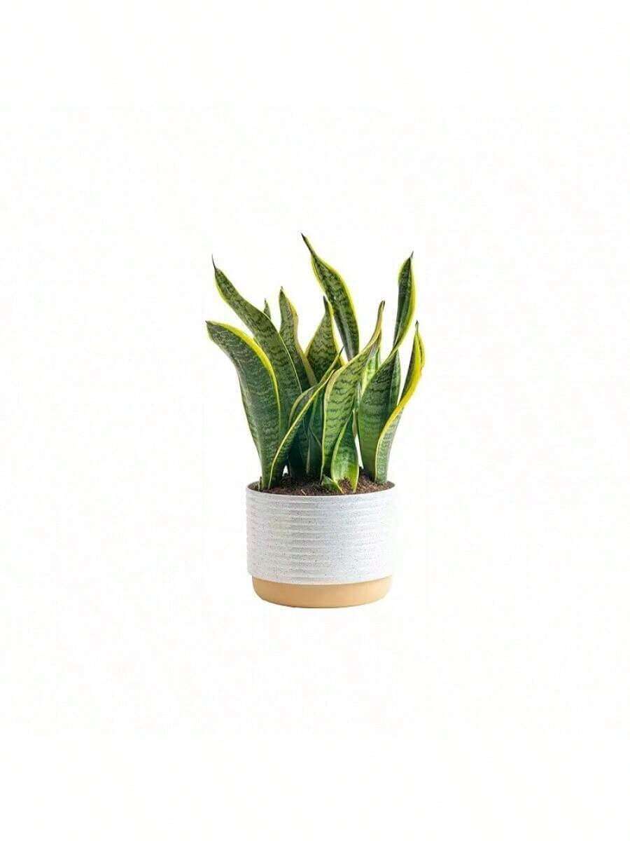 100 Golden Edge Tiger Pilan Potted Plant Seeds -Absorbs Formaldehyde In New House, Office, Living Room, Purifies Air, Kindergarten, Easy To Grow In All Seasons