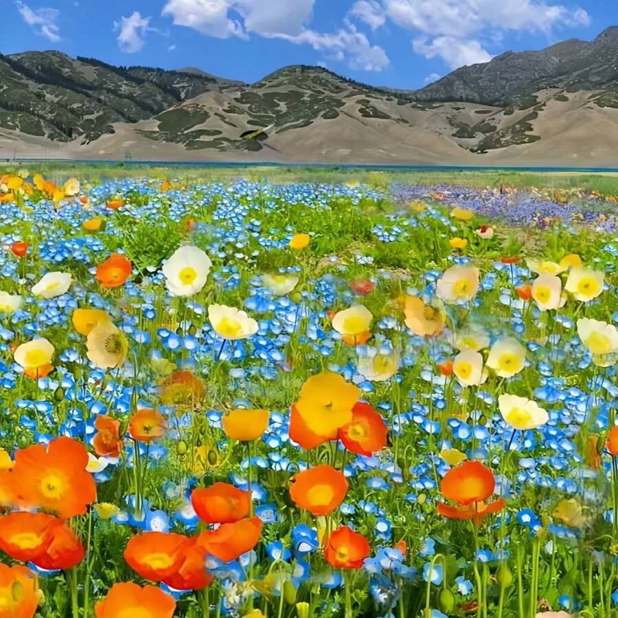355pcs Rare Wildflower Combination Seeds, Precious Wildflower Flower Sea, Perennial Flower Seeds That Need To Be Planted, Fruit Tree Vegetable Seeds, Cold Resistant, High Survival Rate, Easy To Seed, Indoor And Outdoor, Suitable For Gardens And Potted Plants