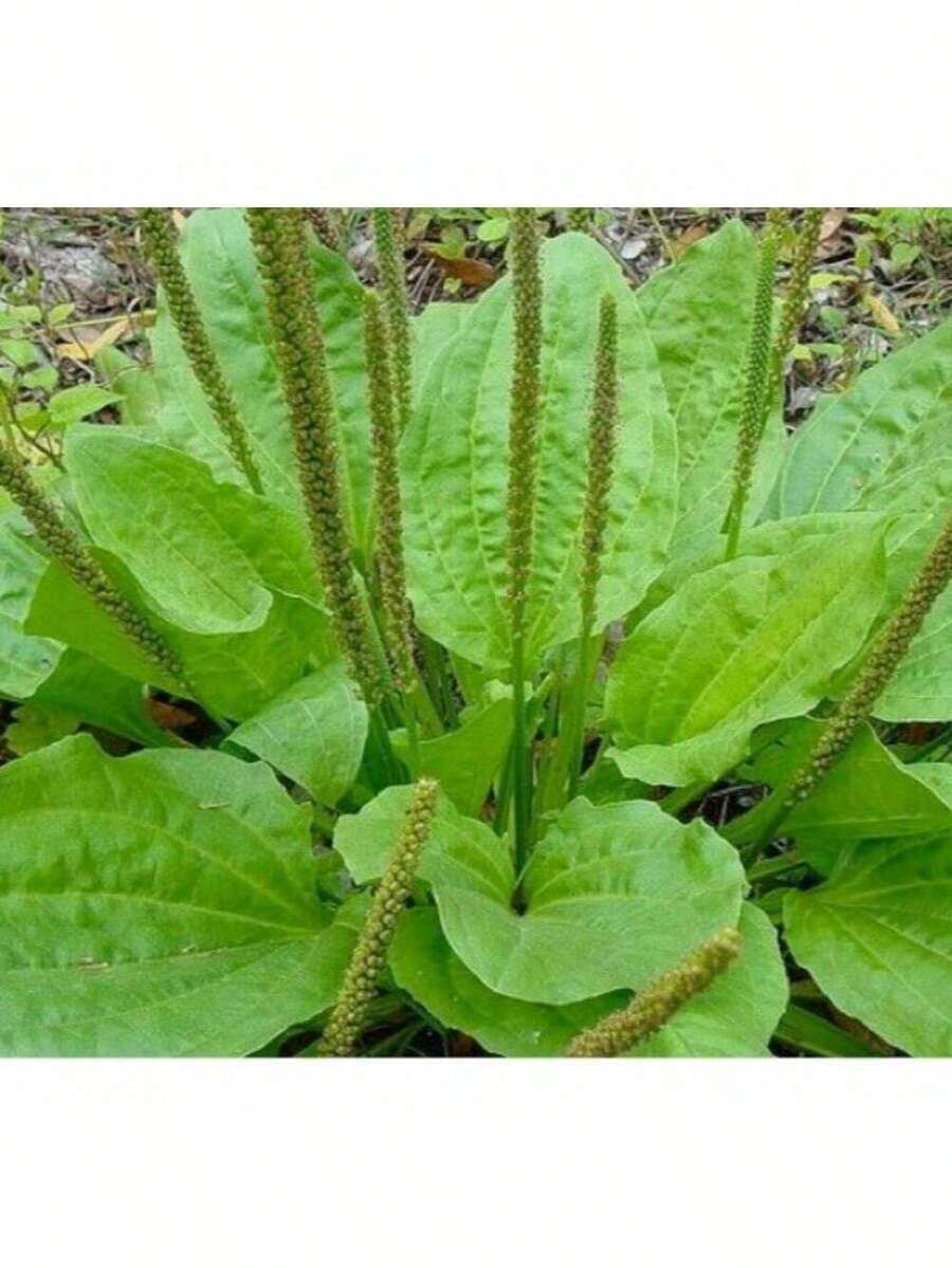 Gift 500pcs PLANTAIN SEEDS 300+ PLANTAGO MAJOR Herb GARDEN Perennial TEAS FREE SHIPPING