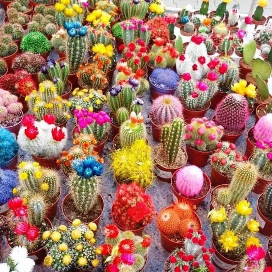Insieme di varietà di cactus - Piante grasse per la piantumazione - Fiori da esterno naturali non OGM per giardinaggio e natura