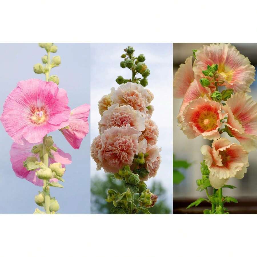Stehrosetten-Samen, Garten-Dekoration für den Außenbereich, geeignet für Pflanzenliebhaber als Geschenk aus der Natur, lokale Lieferung