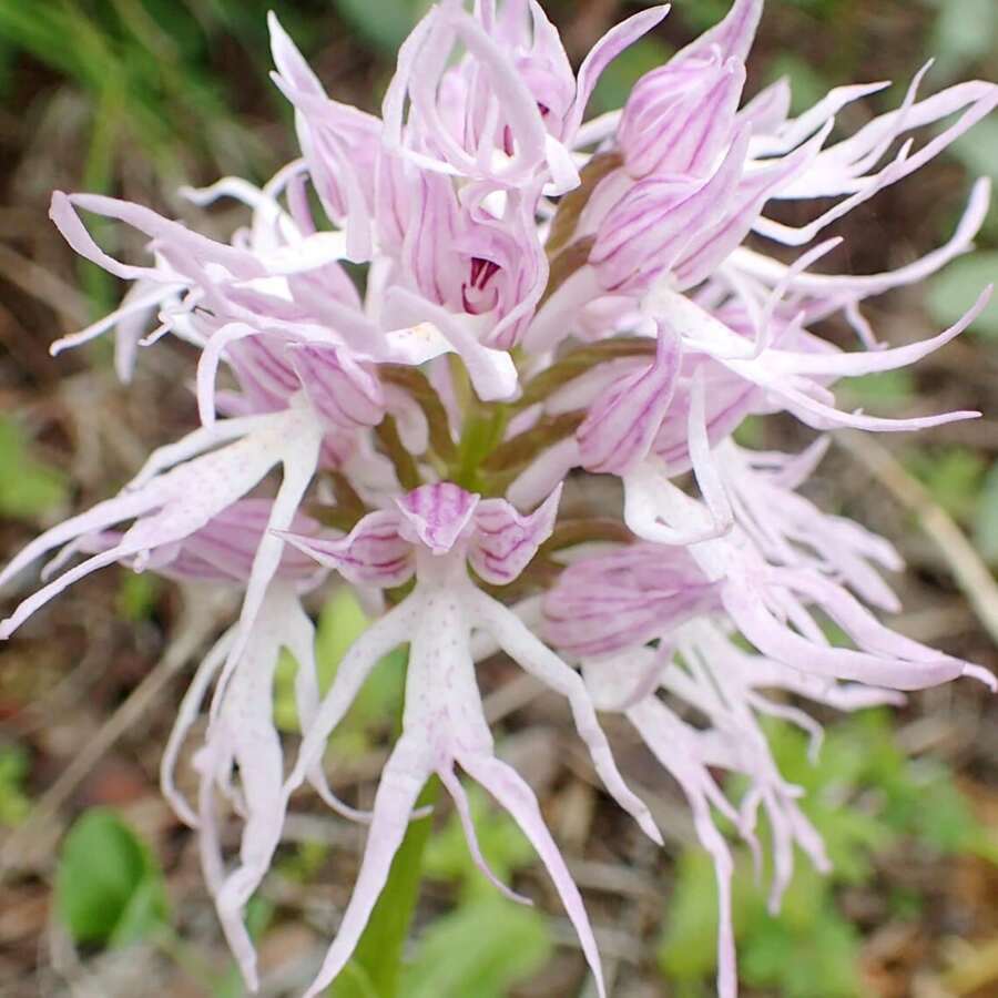 Semi di orchidea nuda Orchis Italica, orchidea italiana affascinante e unica con forma floreale distintiva e affascinante per giardini esterni