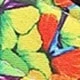 Multicolor