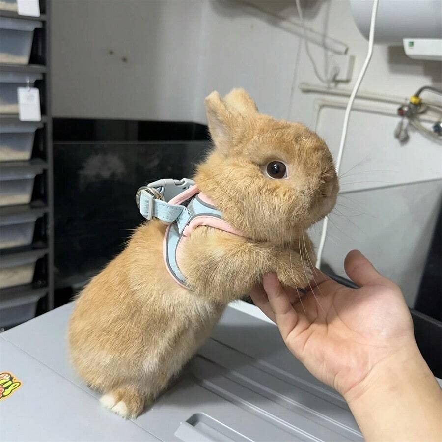 Adjustable Small Pet Chest Harness, Soft Design With Safety Touch Buckle, Suitable For Rabbits, Guinea Pigs And Other Small Animals, Escape-Proof And Secure Fit, Rabbit Leash, Adjustable Leash Suitable For All Seasons