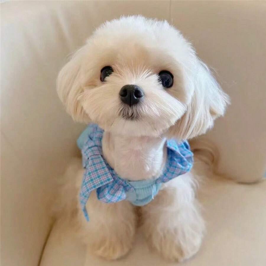 Early Autumn Dopamine Pet Vest, Cute Bow Tie Colorful Breathable Thin Vest For Dogs And Cats, For Pomeranian And Bichon Frise
