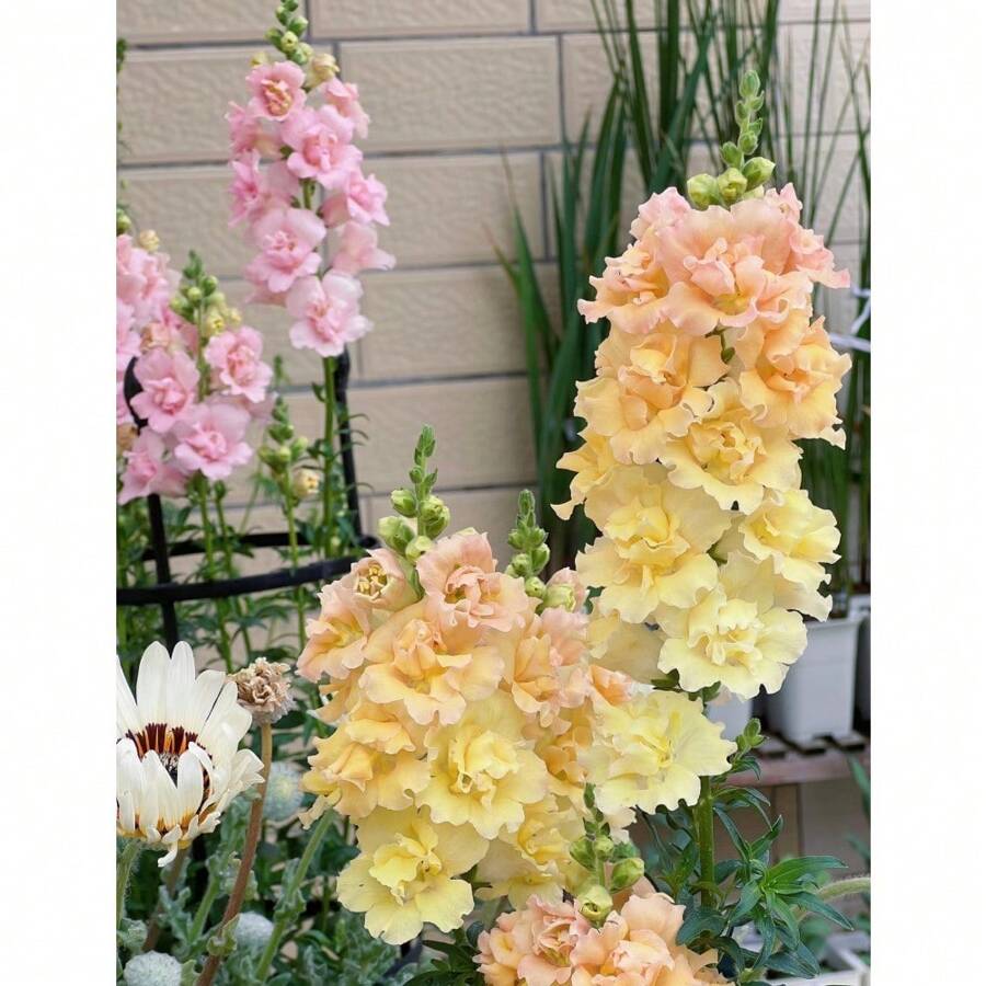 Mix Flower Seeds For Planting - Non-GMO Heirloom Packet With Instructions To Grow - Fragrant Annual Flower Spikes In A Mix Of Colors Seeds