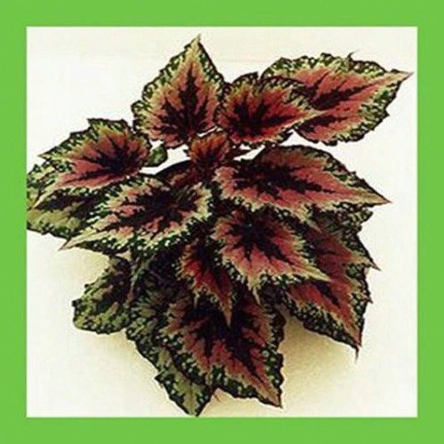 Farbige Toroiden Samen ca. 100 Samen Pflanzen Hausgarten Hof 9 selektive Farben Begonienblume