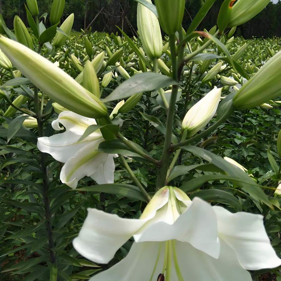 100 Gigli blu, varietà antica, non OGM, fiori unici che sono ottimi come fiori da recidere e possono essere utilizzati anche in composizioni floreali. Piantali in terreni, foreste, ruscelli, stagni, sentieri o vialetti per godere dei gigli blu.