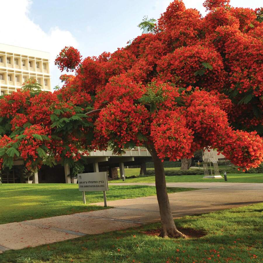 Easy Cultivating Royal Poinciana Tree Seeds (Delonix Regia) Rare Tropical Tree Seeds For Planting