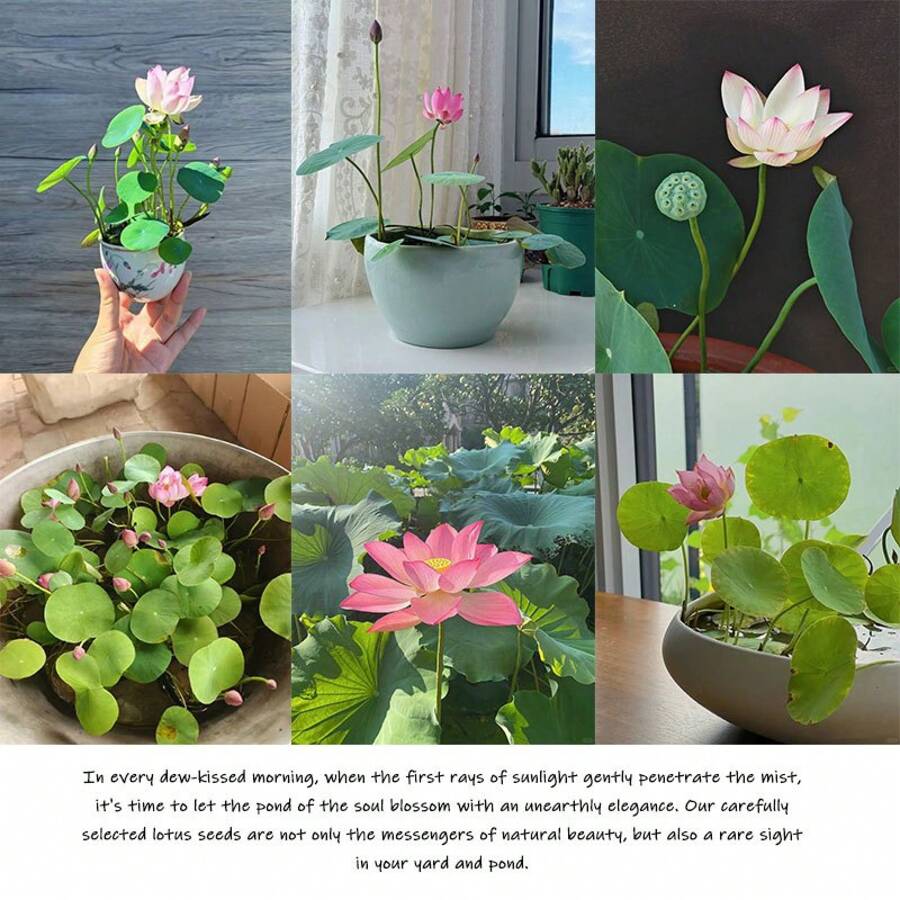 30 kaufen, 30 gratis bekommen: Hochausbringende Lotusbohnen, den Code für Sommerträume freischalten, üppige Blumen, Morgentau und kristallklare Lotusblätter, doppeltes Glück