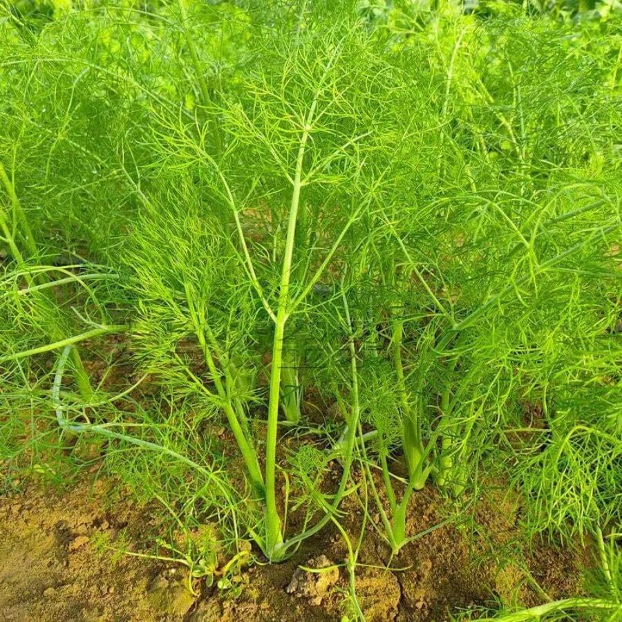 174 Pieces Of Stem Seed Fennel Seeds, Multiple Harvests In Spring And Autumn, Fennel Seeds, Easy-To-Grow Vegetable Seeds For All Seasons