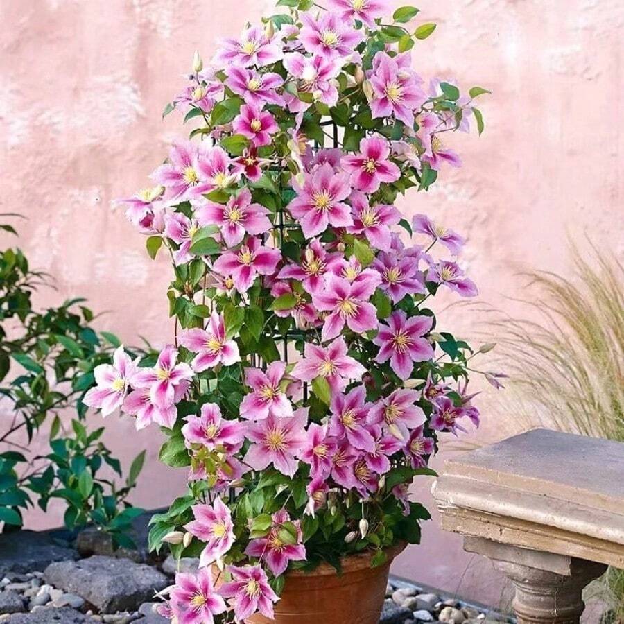 100/Pack Traditional Purple Double Flower Clematis Garden Grain Pack Rich Petal Layers Elegant Climbing Plant Ideal For Garden And Yard Decoration Easy To Grow Long Flowering Period