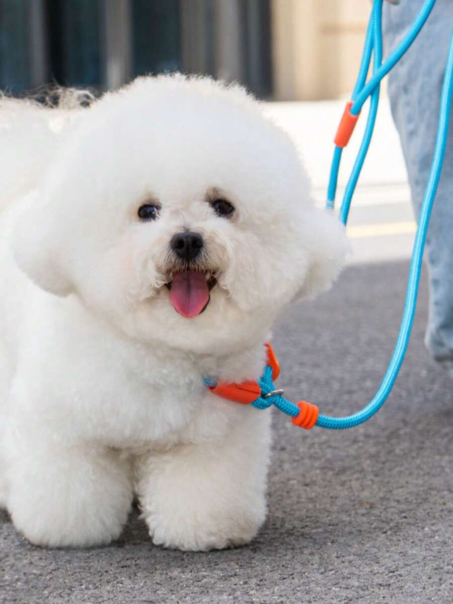 Laisse pour chien de compagnie, corde de traction amortissante en forme de P pour petits chiens/chiots, accessoire de promenade pour animaux de compagnie