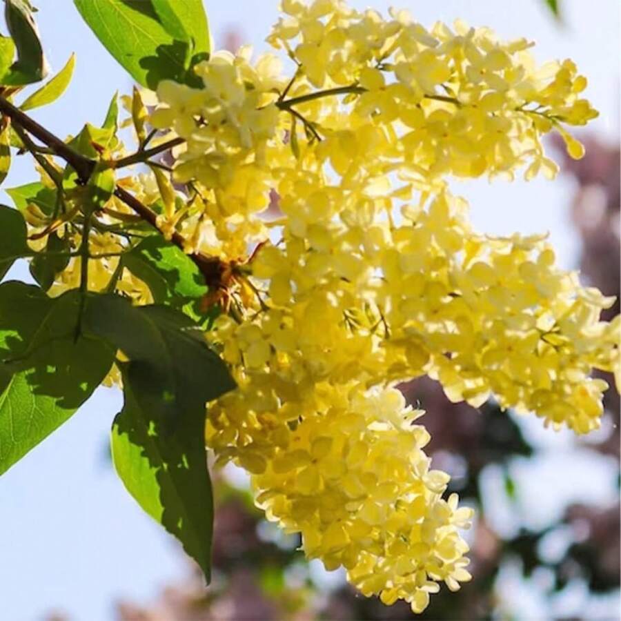 GARDEN 100 Gelbe Flieder-Samen Blühen Mehrjährige Duftende Blume Strauch Akzentpflanze Auffällige Sichtschutz Sehr winterhart Geringer Pflegebedarf