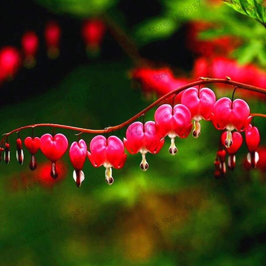 120 Samen Seltene Mehrjährige Spectabilis Kräuter Dicentra Pflanze Blutendes Herz Blumenpflanzen. Samenpflanze für den Garten