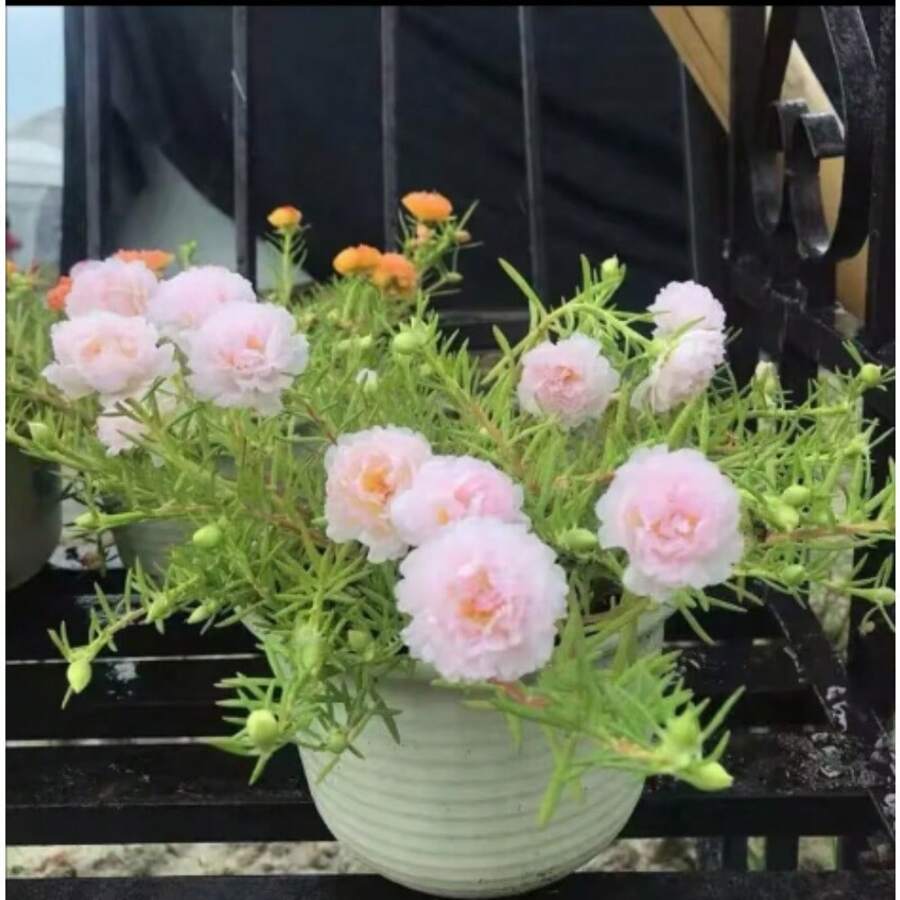 Double Petaled Sunflower Seeds, Balcony Potted Flowers, Courtyard Potted Sunflower Seeds, Perennial Classic Flower Seeds That Bloom Year-Round, Ice Purple Sunflower Seeds,