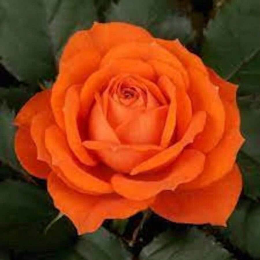 179pcs Outdoor Seeds, Bright Orange Rose Shrubs S.Eeds - Jiabao Garden S.Eeds For A Stunning Floral Display Plants Live Vegetable Seeds Seeds Hosta Plants Plants Gardening Flower Seeds Plant Flowers For Outside Semillas De Flores Para Sembrar Gardening All Plants For Outside Mosquito Repellent Outdoor Garden Plants Seeds For Planting Perennial Flower Seeds Plant Seeds