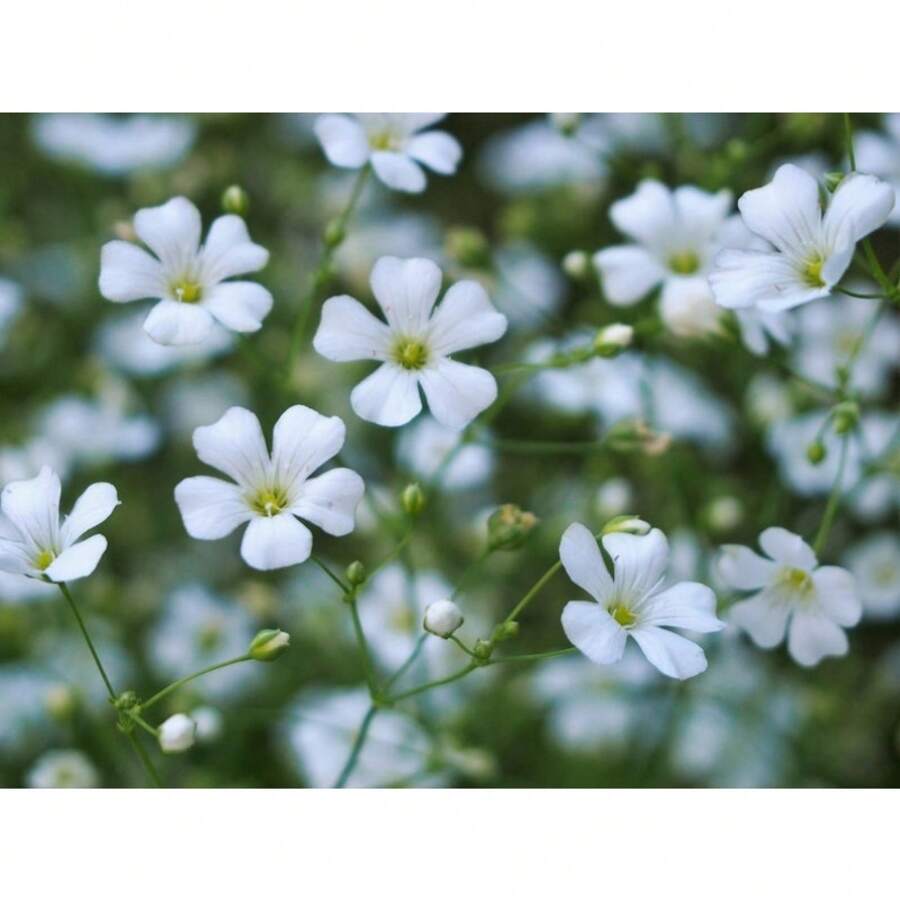 185 Stück Blumenpflanzung im Freien, einschließlich Aloe Vera Samen, lebende Pflanzen im Ausverkauf, Gemüsesamen, Hosta-Pflanzen, Gartenblumenpflanzung, Blumen für draußen, Semillas de Flores para sembrar, Garten-Ausverkauf, alle Ausverkaufspflanzen für draußen, Mückenschutzmittel, Gartenpflanzen für draußen, Samen für die Pflanzung von mehrjährigen Blumen, Pflanzensamen