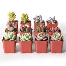 12-pACK (6 Assorted Varieties)