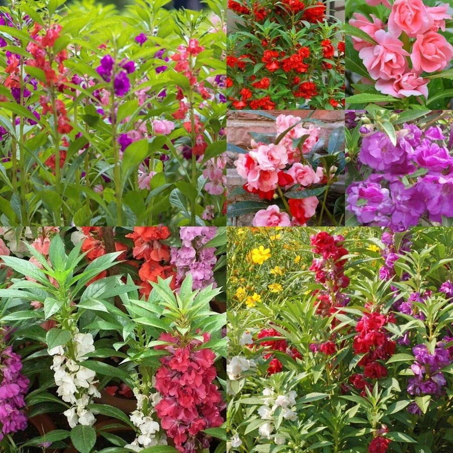 240pcs Amaranth Seed Blends Can Be Used To Grow Amazing Home Garden Flowers.Non-GMO Traditional Garden Seeds.Open Pollinated Seeds That Require Less Care