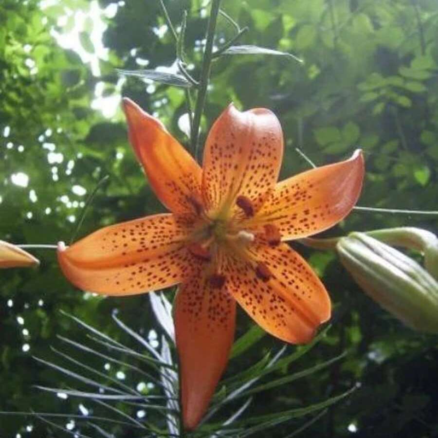 Türkenkappe Lilien-Garten-Samen: 100+ Erbstück Lilium Davidii Dav Pflanzen lebend Ausverkauf Gemüsesamen Hosta-Pflanzen lebende Pflanzen Gartenblumen-Samen Pflanzen für draußen Mückenschutz Outdoor Garten mehrjährige Pflanzen Samen zum Pflanzen lebende Pflanzen Ausverkauf keine Samen mehrjährige Blumensamen Pflanzensamen