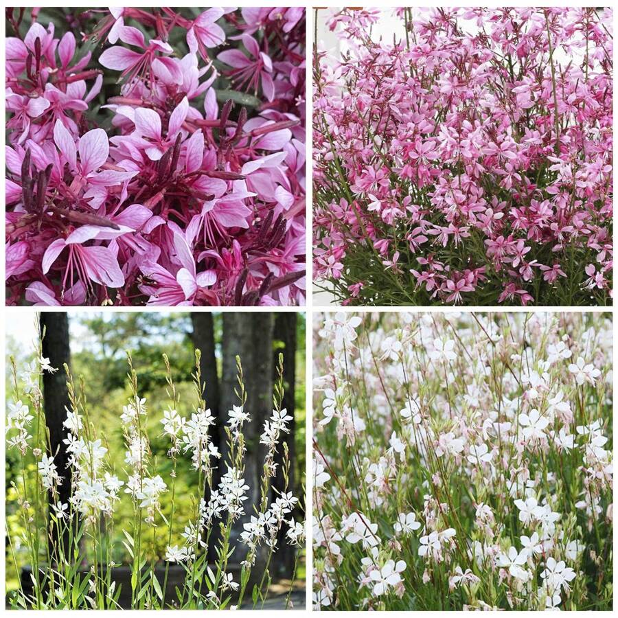300+ Seed Gaura Lindheimeri Whirling Butterflies Flower Peren Plants Live Vegetable Seeds Seeds Hosta Plants Live Plants Plants Gardening Flower Seeds Plant Flowers For Outside Semillas De Flores Para Sembrar Gardening All Live Plants Not Seeds Live Plants Plants For Outside Mosquito Repellent Outdoor Garden Perennial Plants Seeds For Planting Live Plants Not Seeds Perennial Flower Seeds Plant Seeds