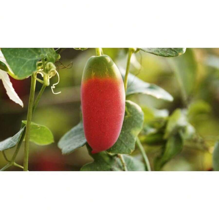 Plant Deliver Within 3 Days! 200 Seeds Very Rare Tropical Ornamental Vine - Large Leaf Ivy