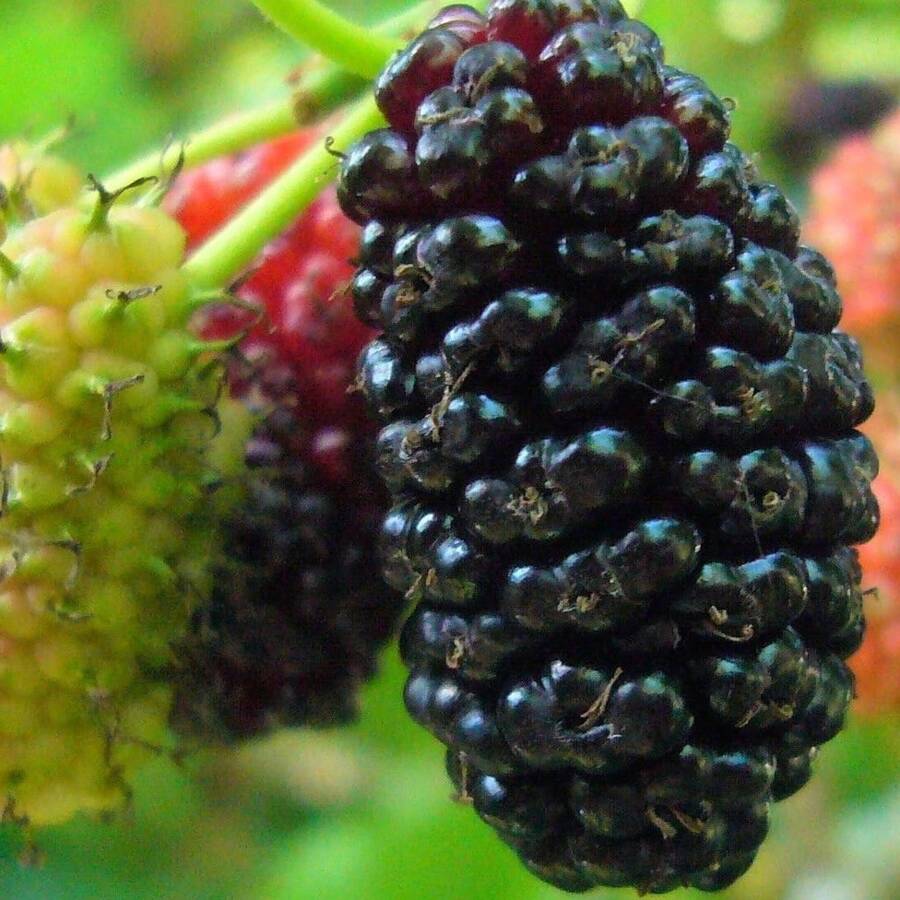 200pcs Blackberry Traditional Gardening Seeds, Open Pollination, Ideal For Home Gardening Plants Live Vegetable Seeds Seeds Hosta Plants Plants Gardening Flower Seeds Plant Flowers For Outside Semillas De Flores Para Sembrar Gardening All Plants For Outside Mosquito Repellent Outdoor Garden Plants Seeds For Planting Perennial Flower Seeds Plant Seeds