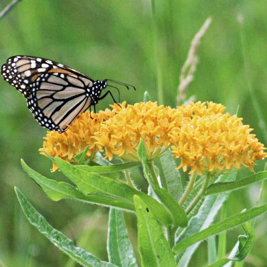 Schmetterlingsmilchblume 'Hello Yellow' (Asclepias tuberosa) Paket mit 12 Samen mit KOSTENLOSEM Versand