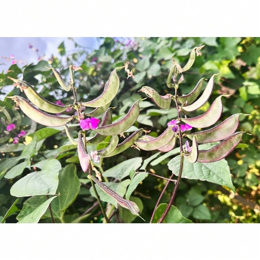 Pflanzen Blumen Herbst und Winter Küchen Topf Aromatherapie Gar Pflanzen lebend Ausverkauf Gemüsesamen Hosta Pflanzen lebende Pflanzen Gartenblumen Samen Pflanzen Blumen für draußen semillas de flores para sembrar Gartenlebensmittel Ausverkauf alle Ausverkauf lebende Pflanzen keine Samen lebende Pflanzen Ausverkauf Pflanzen für draußen Mückenschutz Outdoor Garten mehrjährige Pflanzen Samen zum Pflanzen lebende Pflanzen Ausverkauf keine Samen mehrjährige Blumensamen Pflanzensamen