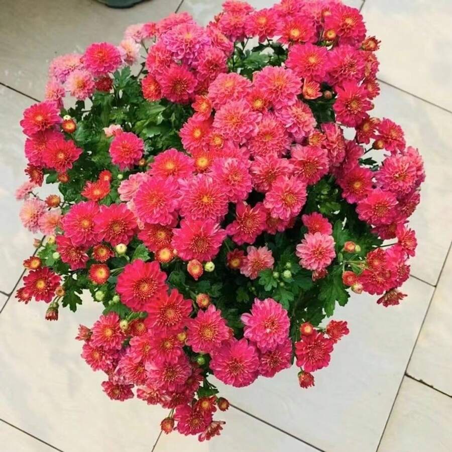179pcs Heirloom New York Daisy And Moon Garden Seeds - Easy To Grow Flowers In All Seasons - Bright Purple Plum And Black Eyed Susan Varieties For Balcony Or Potted Garden