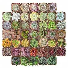 48-pACK (10 Assorted Varieties)